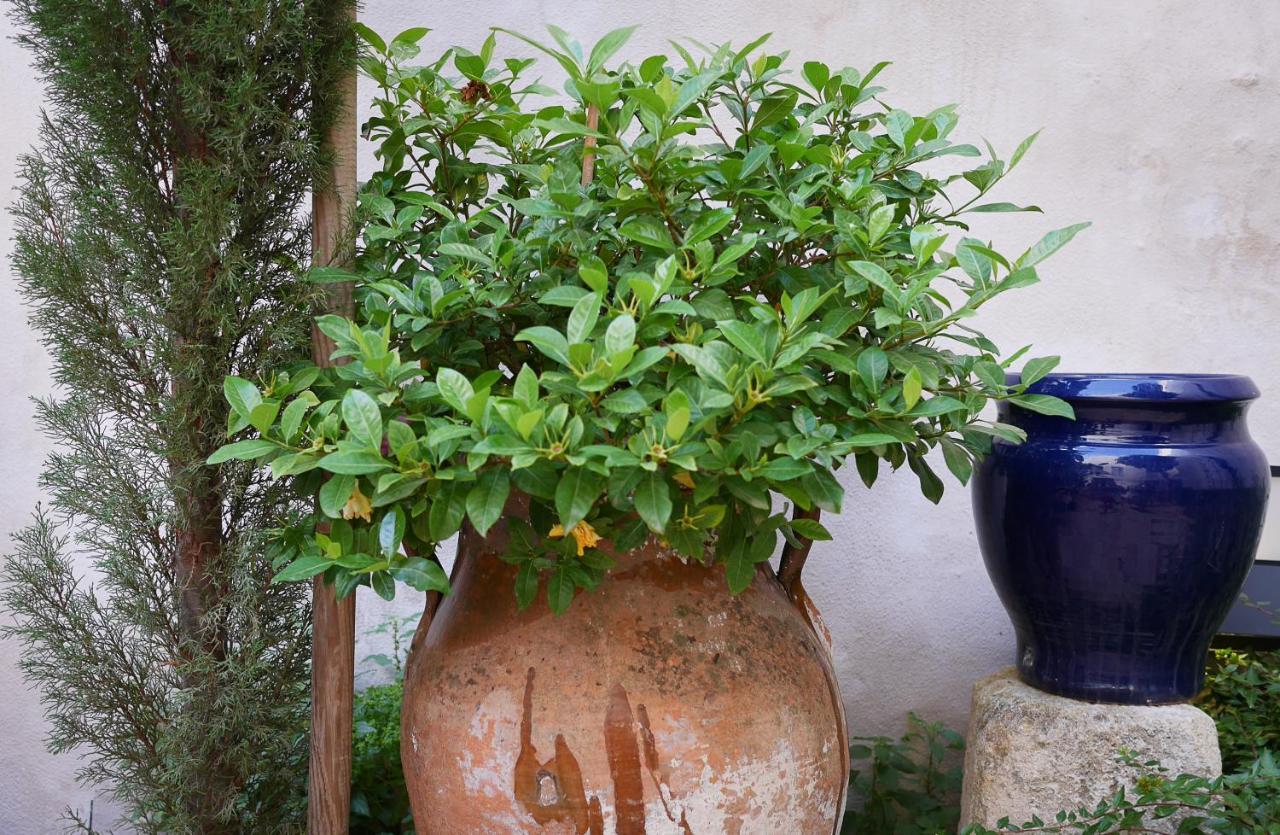 La Pileta - Grupo Califa Appartement Vejer de la Frontera Buitenkant foto